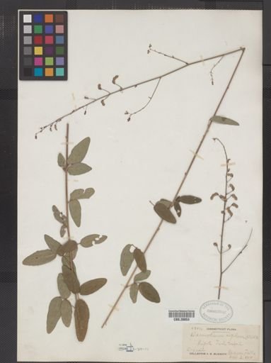 Desmodium rigidum