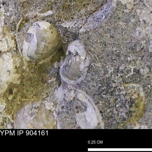 undet. Mollusca