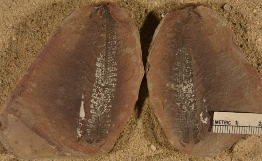 Pecopteris