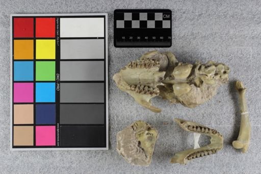 Hadroleptauchenia primitiva