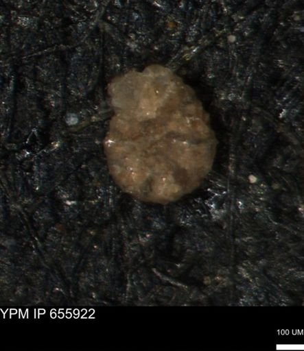 Ammobaculites subcretaceus