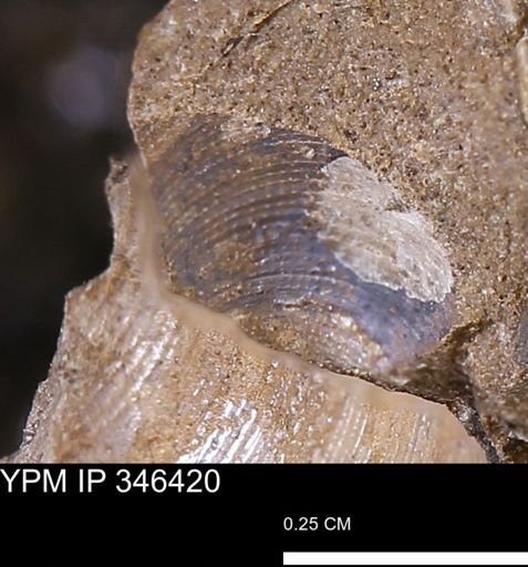 Limopsis striatopunctatus
