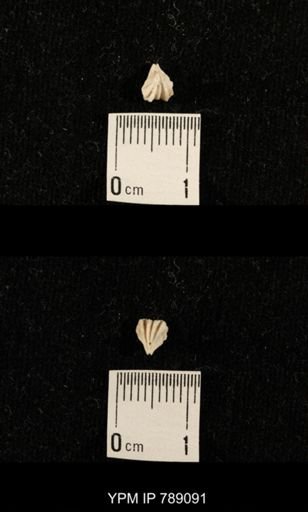 undet. Brachiopoda
