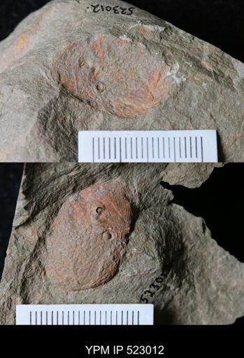 undet. Arthropoda