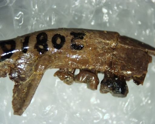 Adapisoricidae