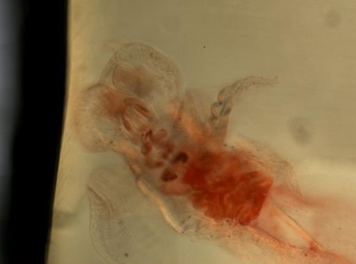 Nudibranchia