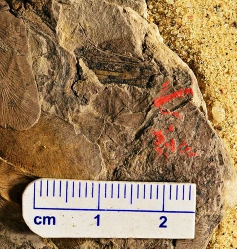 Sphenophyllum sp.