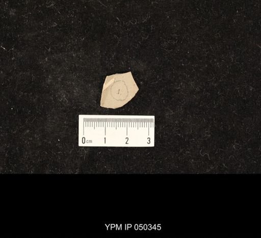 undet. Hymenoptera