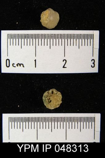 Isorthis arcuaria