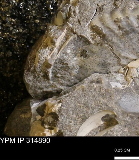 undet. Mollusca