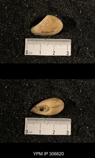 Phestia bellistriata
