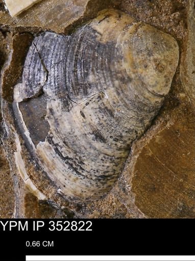 Limopsis striatopunctatus