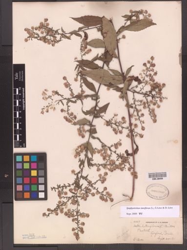 Symphyotrichum lateriflorum