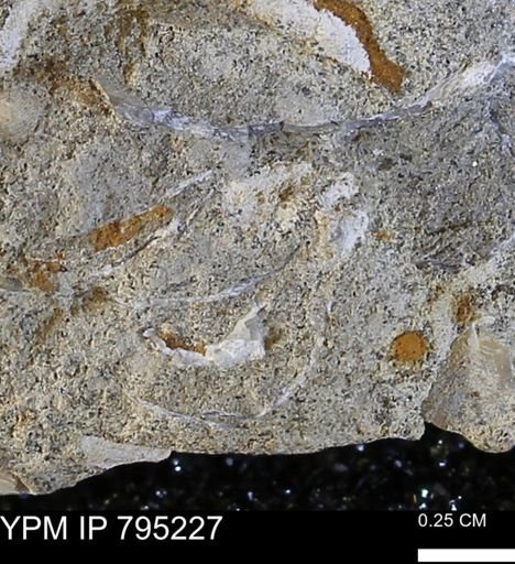 undet. Bivalvia