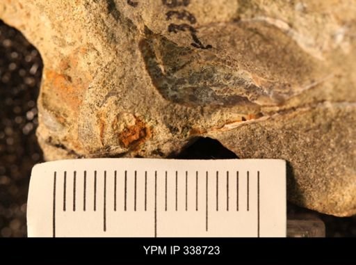Protocardia subquadrata