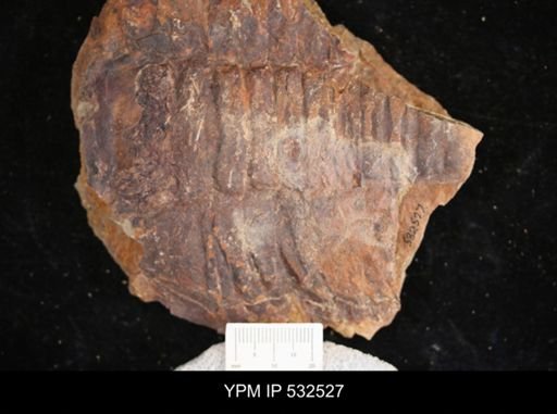 Lichakephalus?