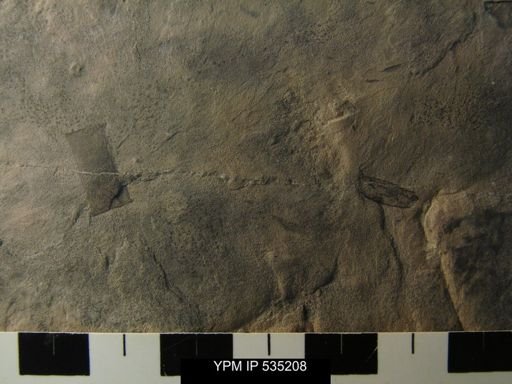 undet. Eurypterida