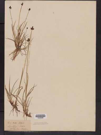 Carex