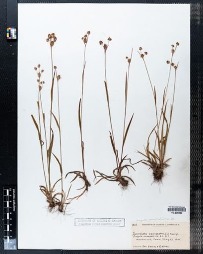 Luzula campestris