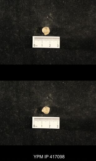 Euphemites carbonarius