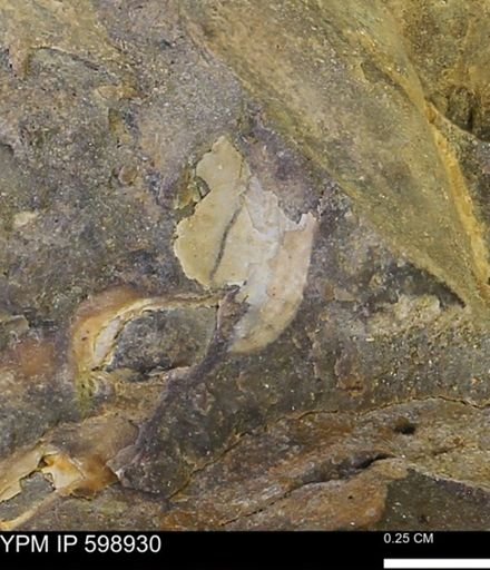 undet. Mollusca