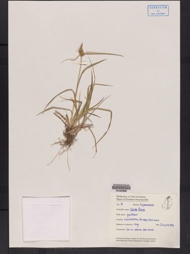 Carex flava