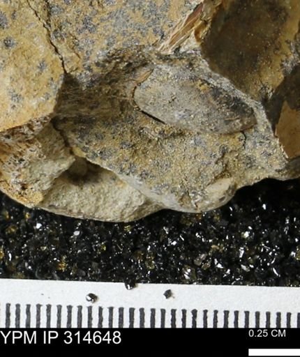 undet. Bivalvia