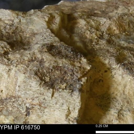 Teredo sp.