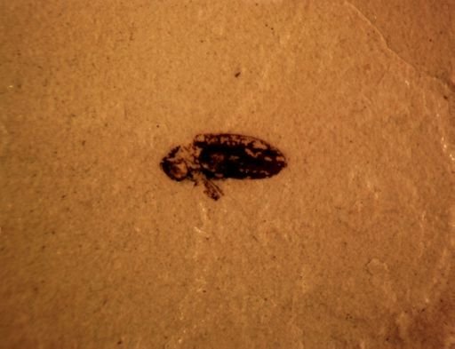 undet. Curculionidae