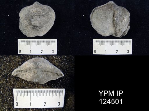 Athyris spiriferoides