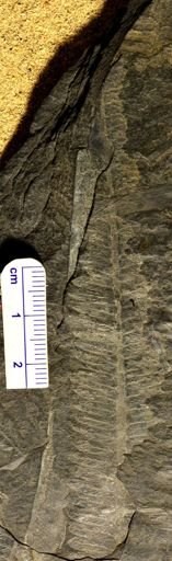 Pecopteris sp.