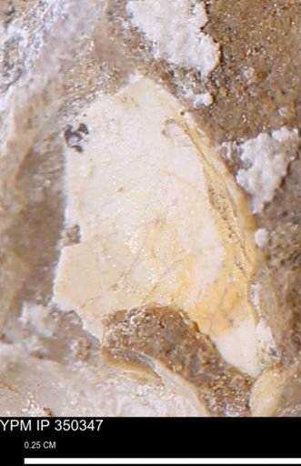 undet. Mollusca