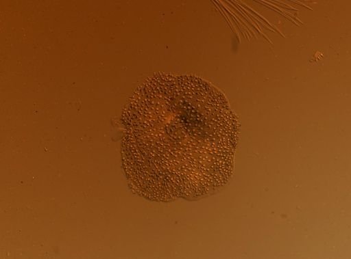 Lagisca floccosa