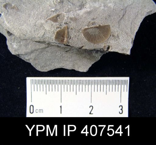 Plectambonites sericeus glaber