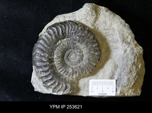 Grammoceras radians
