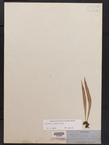 Vittaria