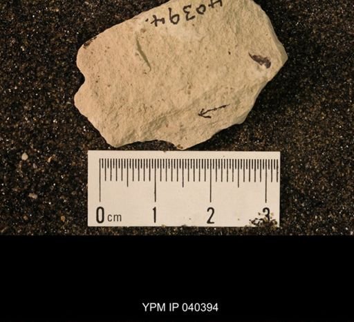 Dichentomum sp.