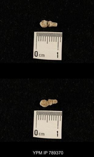 undet. Bryozoa