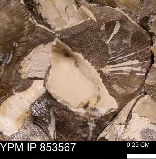 Limopsis? striatopunctatus