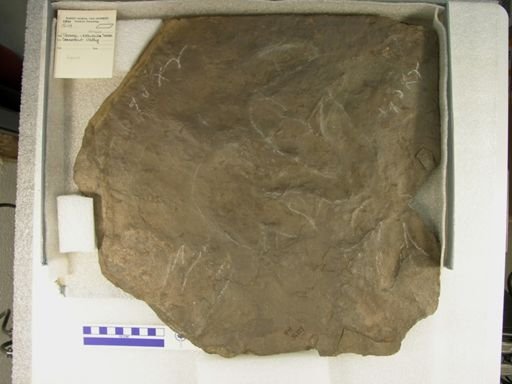 Anomoepus sp.