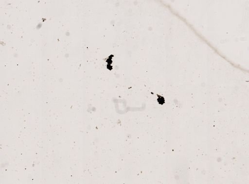 Pleistophora macrozoarcides