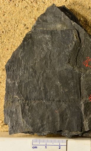 Calamites sp.