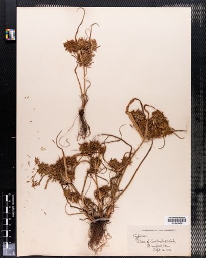 Cyperus