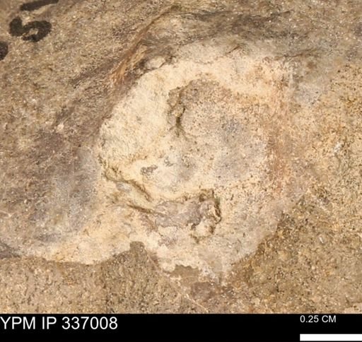 undet. Mollusca