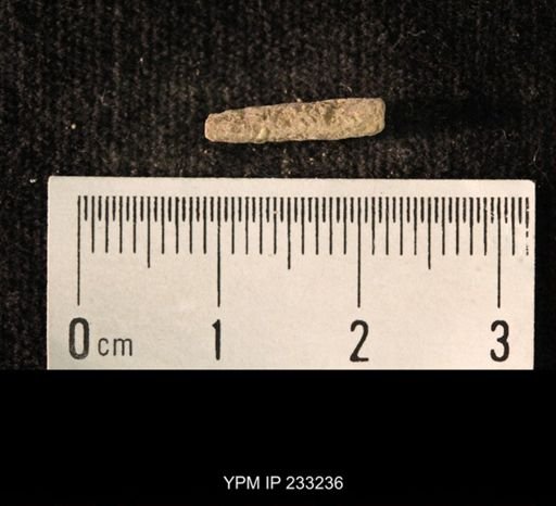 Archaeocidaris sp.