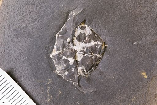 Euproops danae