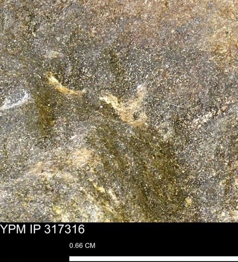 undet. Mollusca