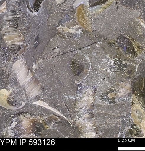 undet. Mollusca