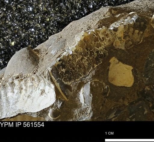undet. Bivalvia