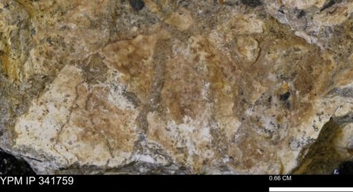 Scaphites sp.